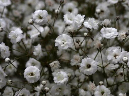 ŠATER LATNATÝ (NEVĚSTIN ZÁVOJ) - Gypsophila paniculata 'Festival White' 