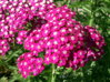 ŘEBŘÍČEK OBECNÝ - Achillea millefolium 'Cerise Queen'