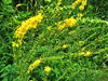 ŘEPÍK LÉKAŘSKÝ - Agrimonia eupatoria