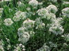 PAŽITKA ČÍNSKÁ - Allium tuberosum