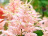 ČECHRAVA - Astilbe japonica 'Peach Blossom'