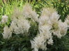 ČECHRAVA - Astilbe x arendsii 'Weisse Gloria'