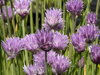 PAŽITKA POBŘEŽNÍ - Allium schoenoprasum