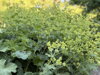 KONTRYHEL MĚKKÝ - Alchemilla mollis ´Robustica´