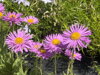 ASTRA, HVĚZDNICE ALPSKÁ - Aster alpinus ´Happy End´