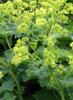 KONTRYHEL MĚKKÝ - Alchemilla mollis ´Robustica´