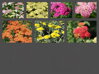 ŘEBŘÍČEK OBECNÝ MIX - Achillea millefolium 