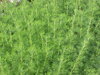 PELYNĚK BROTAN - Artemisia abrotanum