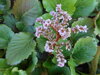 BERGÉNIE SRDČITOLISTÁ - Bergenia cordifolia