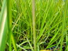 TŘTINA OSTROKVĚTÁ - Calamagrostis acutiflora ´Avalanche´