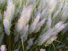 TŘTINA CHLOUPKATÁ (DIAMANTOVÁ TRÁVA) - Calamagrostis brachytricha