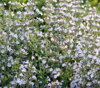 MARULKA ŠANTOVITÁ - Calamintha nepeta 
