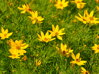 KRÁSNOOČKO PŘESLENITÉ - Coreopsis verticillata 'Zagreb'