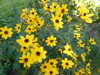 KRÁSNOOČKO TROJČETNÉ - Coreopsis tripteris