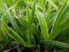 OSTŘICE JAPONSKÁ - Carex morrowii 'Ice Dance'