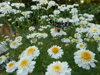 KOPRETINA ŘIMBABA - Chrysanthemum parthenium (Tanacetum parthenium)