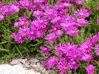 KOSMATEC - Delosperma cooperi 'Table Mountain'