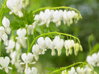 SRDCOVKA NÁDHERNÁ - Dicentra spectabilis ´Alba´