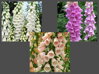 NÁPRSTNÍK ČERVENÝ MIX - Digitalis purpurea 