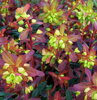 PRYŠEC MANDLOŇOVITÝ -Euphorbia amygdaloides ´Purpurea´