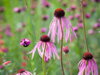 TŘAPATKOVKA BLEDÁ- Echinacea pallida