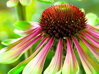 TŘAPATKOVKA NACHOVÁ - Echinacea purpurea 'Green Twister'