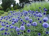 BĚLOTRN BANÁTSKÝ - Echinops bannaticus 'Blue Globe'