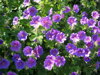 KAKOST - Geranium ´Johnson´s Blue´