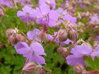 KAKOST KANTABRIJSKÝ - Geranium cantabrigiense ´Cambridge´