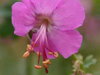 KAKOST KANTABRIJSKÝ - Geranium cantabrigiense 'Berggarten'