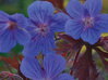 KAKOST - Geranium himalayense ´Kaya´