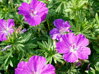 KAKOST KRVAVÝ- Geranium sanguineum ´'Vision® Violet'