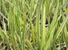 ZBLOCHAN VODNÍ - Glyceria maxima ´Variegata´