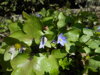 JATERNÍK PODLÉŠKA - Hepatica nobilis