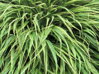 RÁKOSNÍK JAPONSKÝ - Hakonechloa macra 'Albostriata'