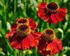 ZÁPLEVÁK - Helenium hybridum ´Moerheim Beauty´