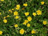 DEVATERNÍK - Helianthemum nummularium 'Golden Queen'