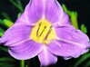 DENIVKA - Hemerocallis 'Prairie Blue Eyes'