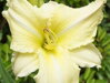 DENIVKA - Hemerocallis 'Iron Gate Glacier'