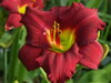 DENIVKA - Hemerocallis 'Pardon Me'