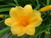 DENIVKA - Hemerocallis 'Stella de Oro'