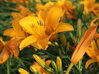 DENIVKA - Hemerocallis hybrida ´Aten´