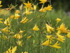 DENIVKA - Hemerocallis citrina
