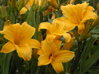 DENIVKA - Hemerocallis 'Mary Todd'