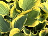 BOHYŠKA - Hosta hybrida 'Liberty'®