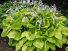 BOHYŠKA - Hosta hybride 'August Moon´