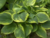 BOHYŠKA - Hosta fortunei 'Aureomarginata´