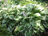 BOHYŠKA - Hosta fortunei  'Francee'