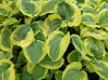 BOHYŠKA - Hosta hybrida 'Carnival'