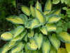 BOHYŠKA - Hosta hybrida ´June´®